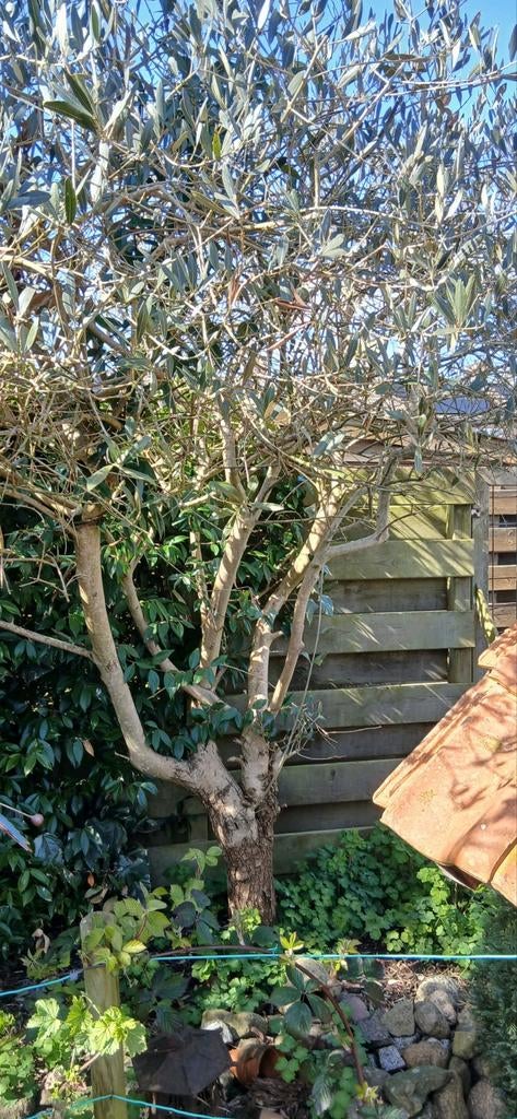 2 Olijfbomen Hoogte 280cm en 1 cipres Hoogte 450cm, Bloeit niet, 100 tot 250 cm, Olijfboom, Ophalen