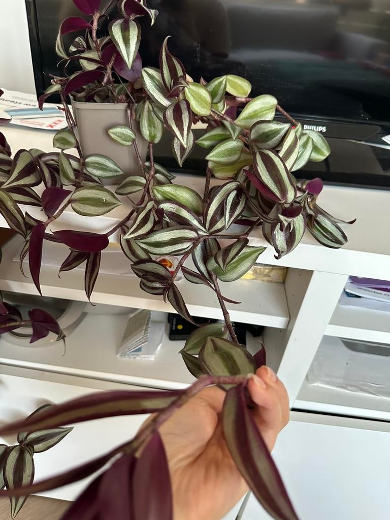 Kamerplant plant, Huis en Inrichting, Kamerplanten, Ophalen, Halfschaduw, Minder dan 100 cm