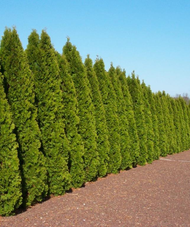 Coniferen Thuja Smaragd, Ophalen of Verzenden, Conifeer, 100 tot 250 cm