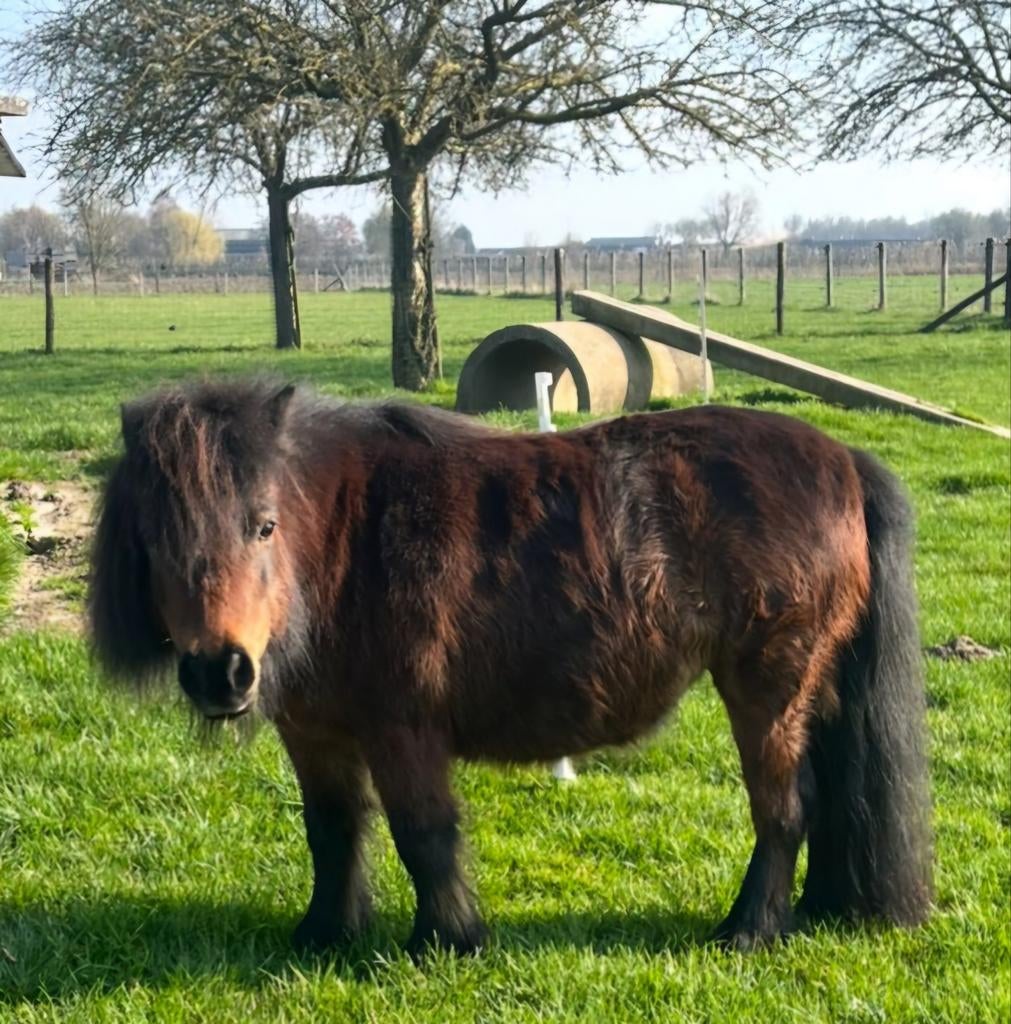 Bruine shetlandpony, Merrie, A pony (tot 1.17m), Gechipt