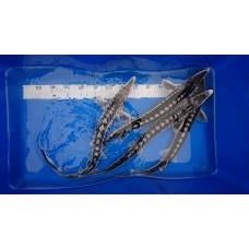 Beide paas dagen geopend stellatus steur, Steur