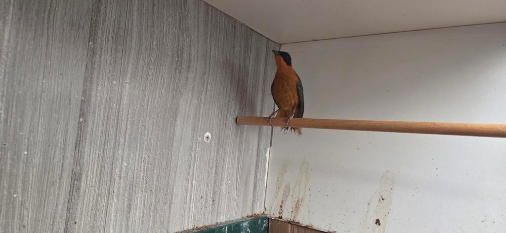 Sneeuwkruin tapuit man 2024, Mannelijk