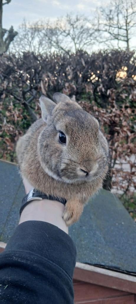 Super mooie en makkelijke kleur dwerg ram, Dieren en Toebehoren, Mannelijk, Dwerg, 0 tot 2 jaar
