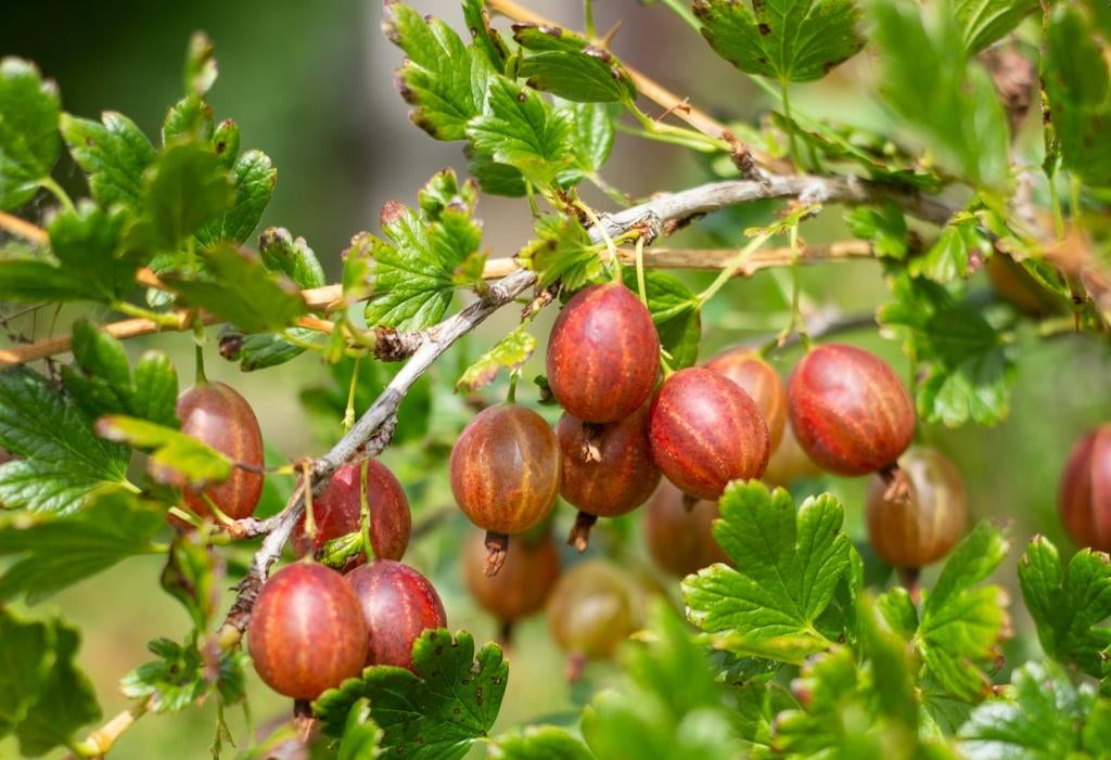 Goedkope fruitbomen appelbomen perenbomen pruimenbomen, Ophalen of Verzenden, In pot, Appelboom, Lente
