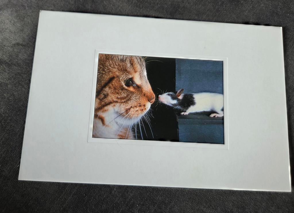 Muis geeft poes een neusje, Verzenden, 1980 tot heden, Ongelopen, Hond of Kat