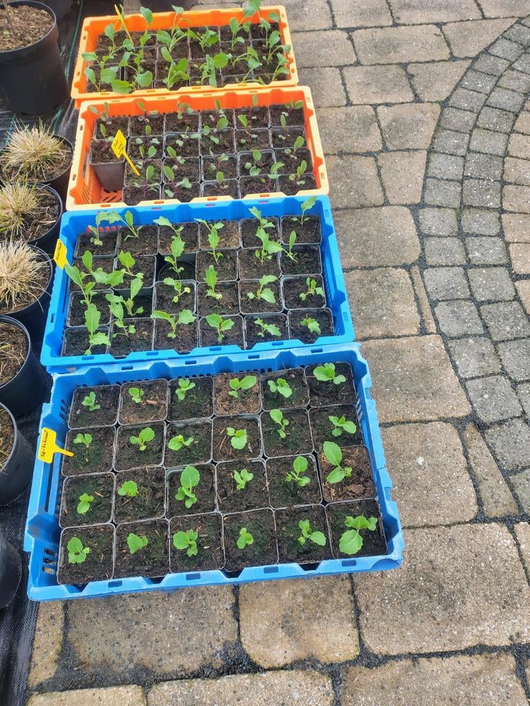 Diverse Moestuinplanten:, Tuin en Terras, Ophalen, Volle zon, Groenteplanten, Eenjarig