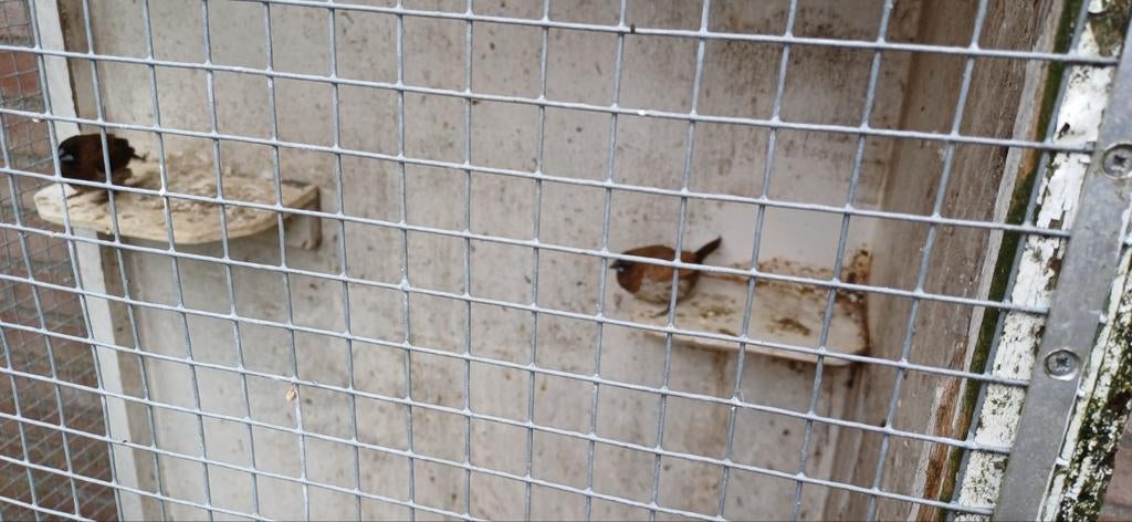 Japanse meeuwtjes, Meerdere dieren