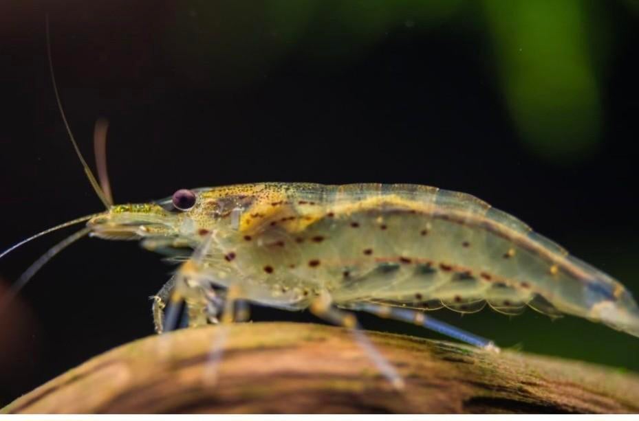 Gezocht japonica garnalen xl, Dieren en Toebehoren, Vissen | Aquariumvissen, Kreeft, Krab of Garnaal