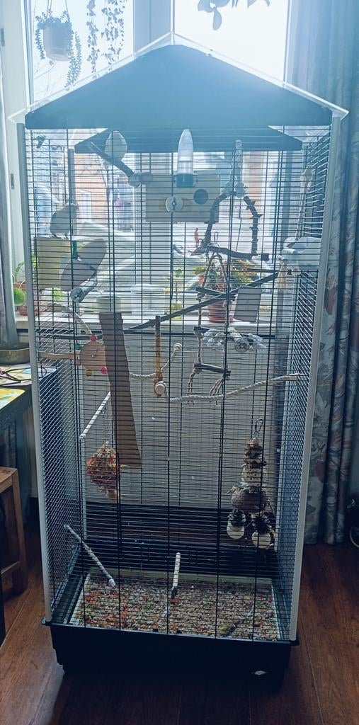 Vogel kooi, Geslacht onbekend, Dwergpapegaai of Agapornis