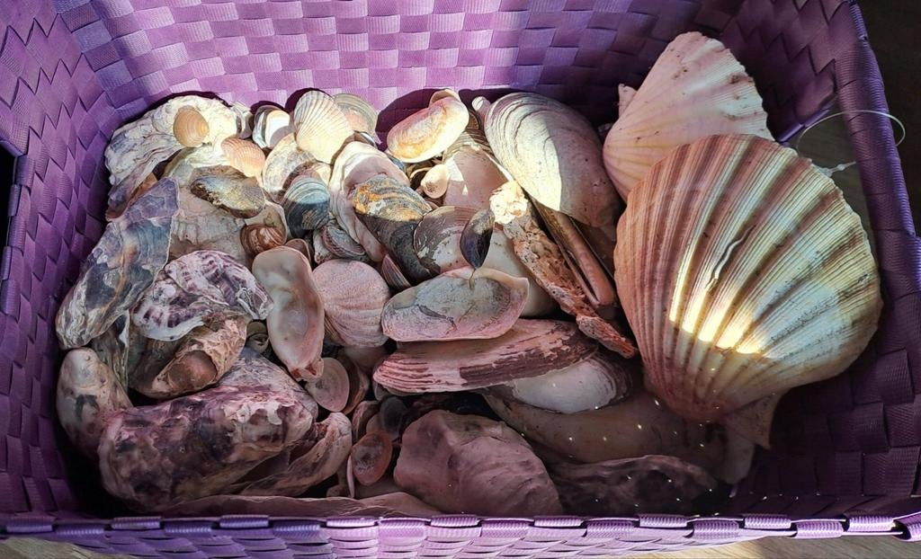 Decoratieve schelpenmix div.soorten schelpen (zonder mand), Ophalen of Verzenden, Gebruikt