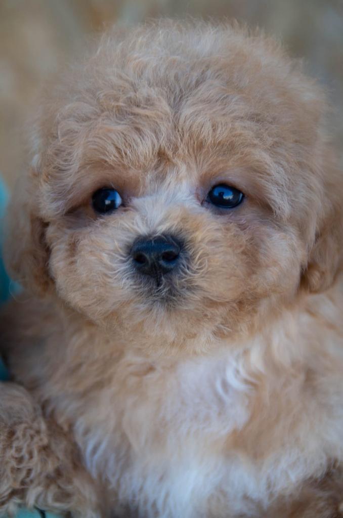 Toy Poodle Reutje (Red) – Larry – Compact & Lief, Poedel, Reu, 8 tot 15 weken, Buitenland