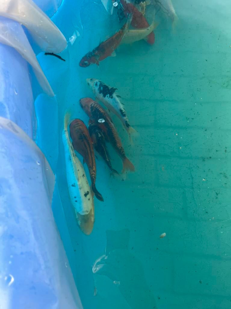 Koi karpers, Karper of Koi