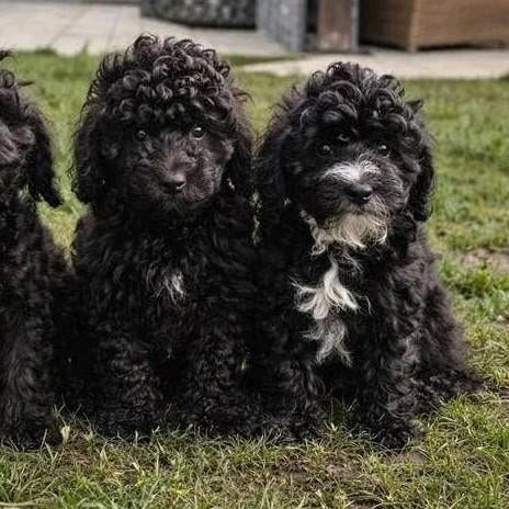 🥰 nog 2 leuke medium doodle x toy poedel pups reutjes 🥰, Parvo, 8 tot 15 weken, Meerdere, Nederland
