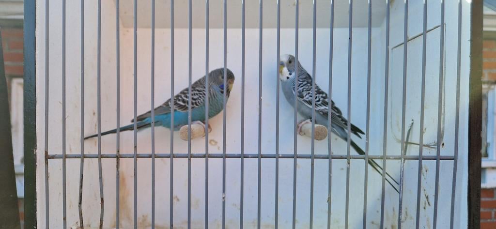 Grasparkieten blackface x split blackface, Meerdere dieren, Parkiet