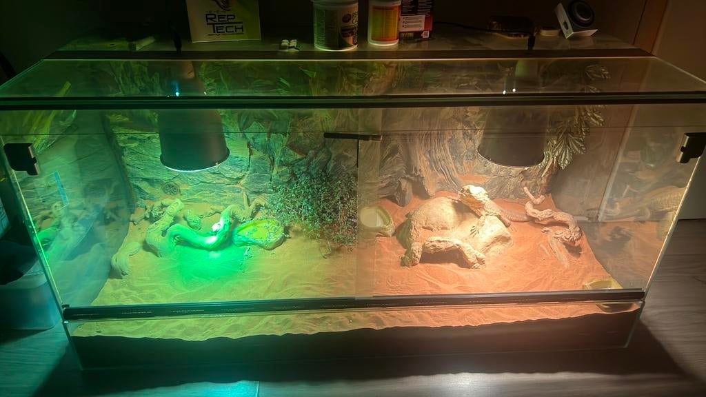 baardagaam + terrarium gratis afhalen!, Dieren en Toebehoren, Ophalen, Gebruikt, Terrarium of Paludarium