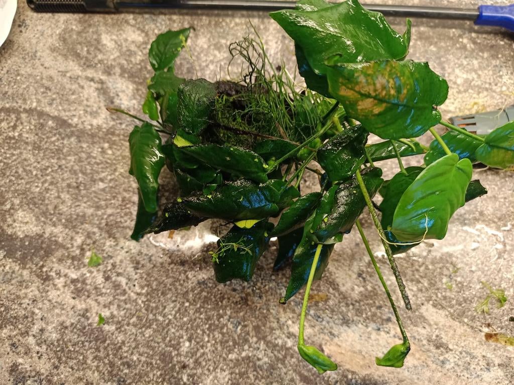 Anubias op hout, Ophalen, Plant(en), Steen of Hout