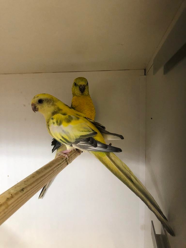 1x1 roodrugparkieten, Dieren en Toebehoren, Vogels | Parkieten en Papegaaien, Meerdere dieren, Papegaai