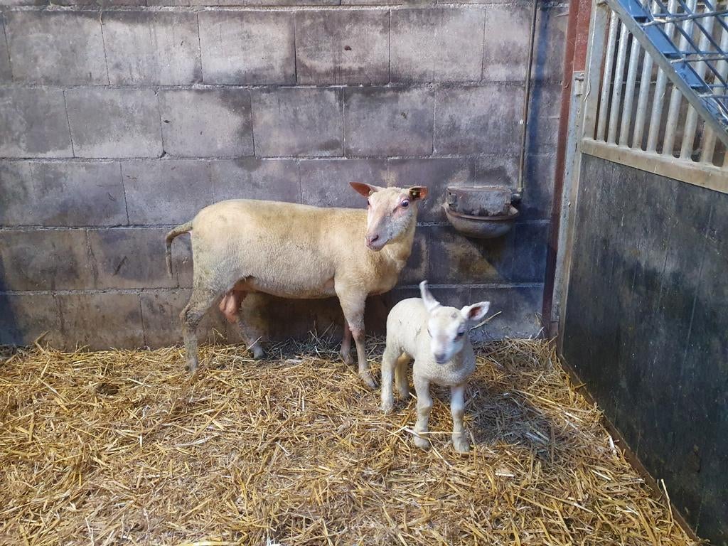 Schaap met lam, Dieren en Toebehoren, Schapen, Geiten en Varkens, Vrouwelijk, Schaap