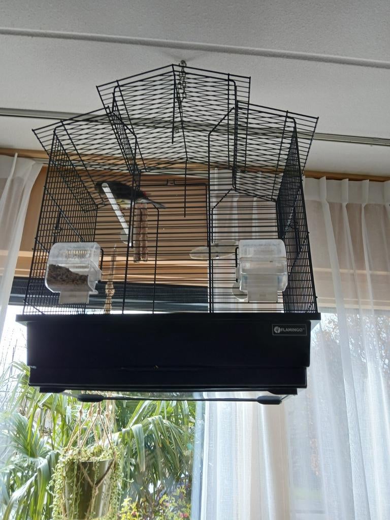 Goed zingede kanarie met kooi, Dieren en Toebehoren, Vogels | Kanaries, Mannelijk, Zangkanarie