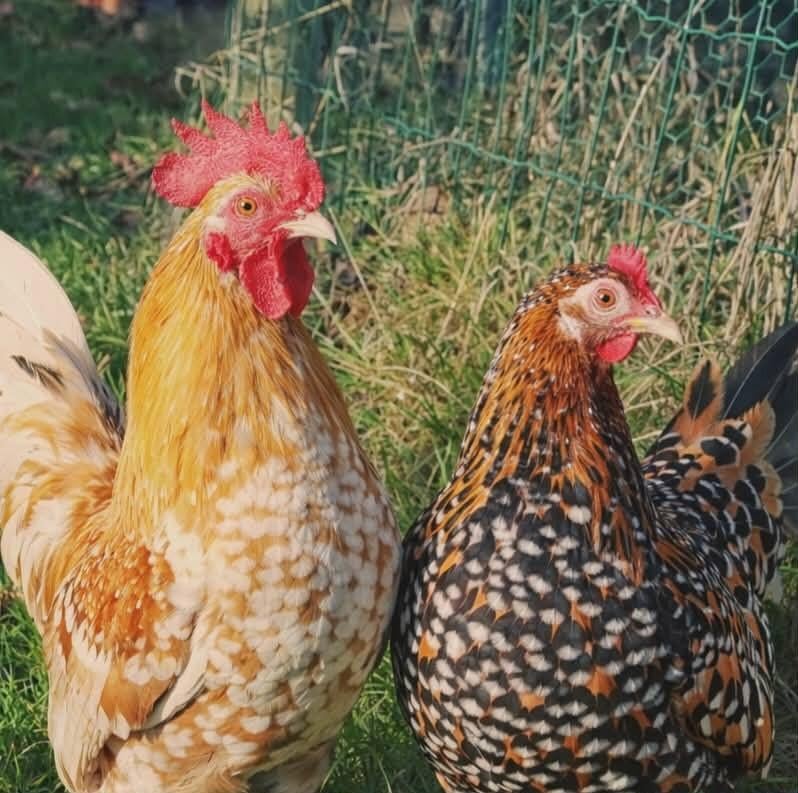 Nederlandse Sabelpootkriel kuikens, Dieren en Toebehoren, Pluimvee, Meerdere dieren, Kip