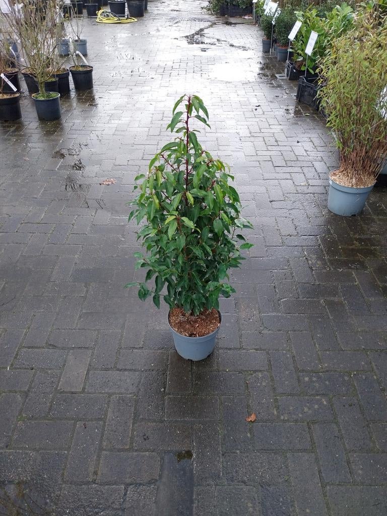 Portugese laurier 60-80 cm, Ophalen, Overige soorten, Halfschaduw