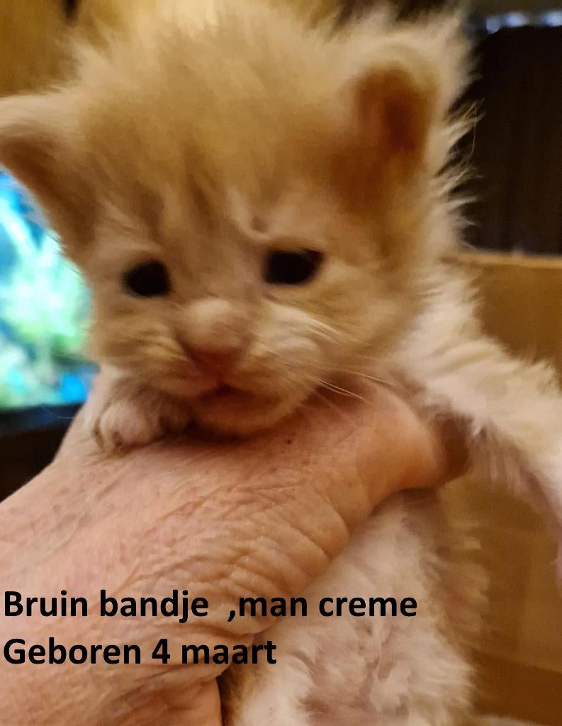 Nog 1 Prachtige Maine Coon kitten, Kater, Gechipt, 0 tot 2 jaar