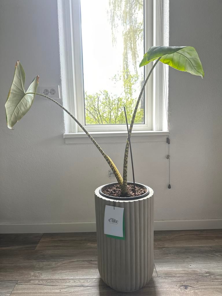 Alocasia Zebrina met Elite pot, Huis en Inrichting, Kamerplanten, Overige soorten, In pot, Minder dan 100 cm, Groene kamerplant