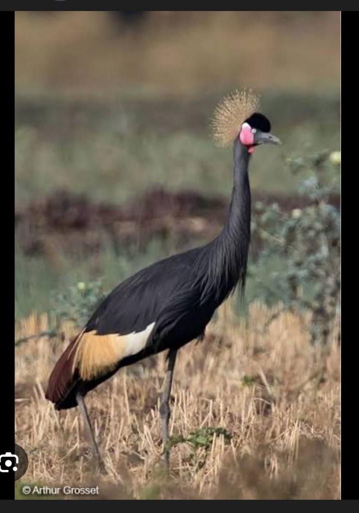 Gezocht: zwarte kroonkraanvogel MAN, Mannelijk, Overige soorten