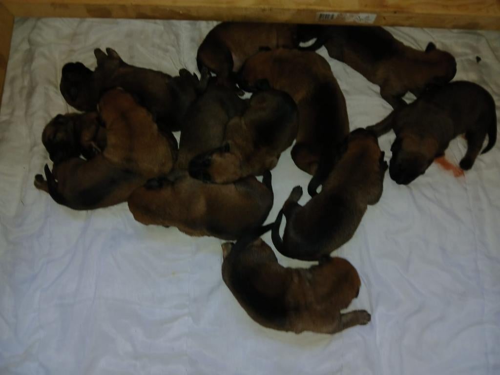 Kruising Mechelse herder /Duitse herder, Dieren en Toebehoren, Honden | Herdershonden en Veedrijvers, Reu, 8 tot 15 weken, Meerdere