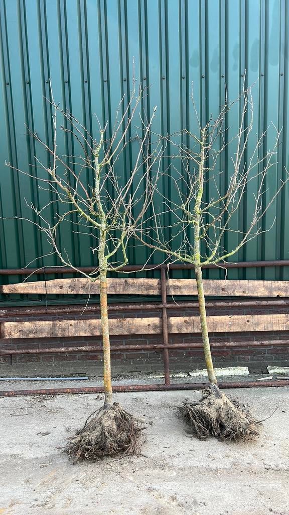 2x Appelboom, Ophalen, Lente, Volle zon, Overige soorten