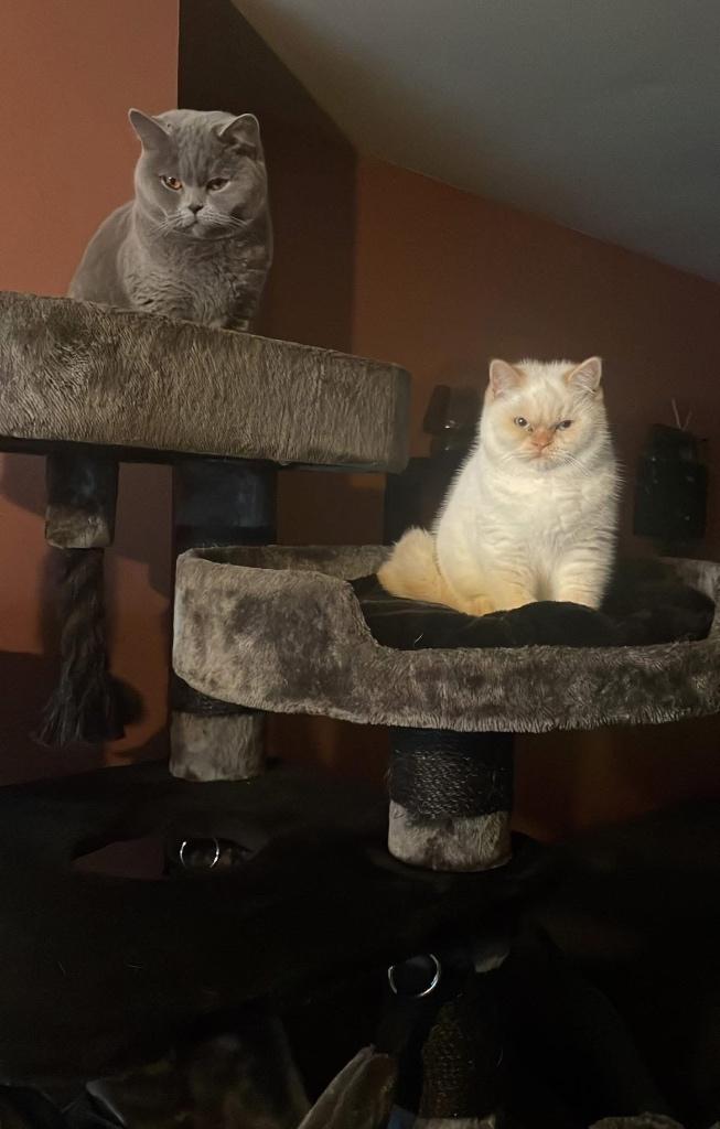 Blue(vrouwtje) & Red Point (kater) te koop, Meerdere dieren, Gechipt, 0 tot 2 jaar