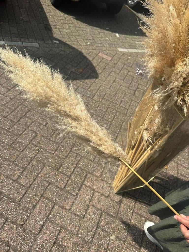 Grote bos pampas pluimen - Decoratieve droogbloemen, Huis en Inrichting, Woonaccessoires | Droogbloemen, Ophalen