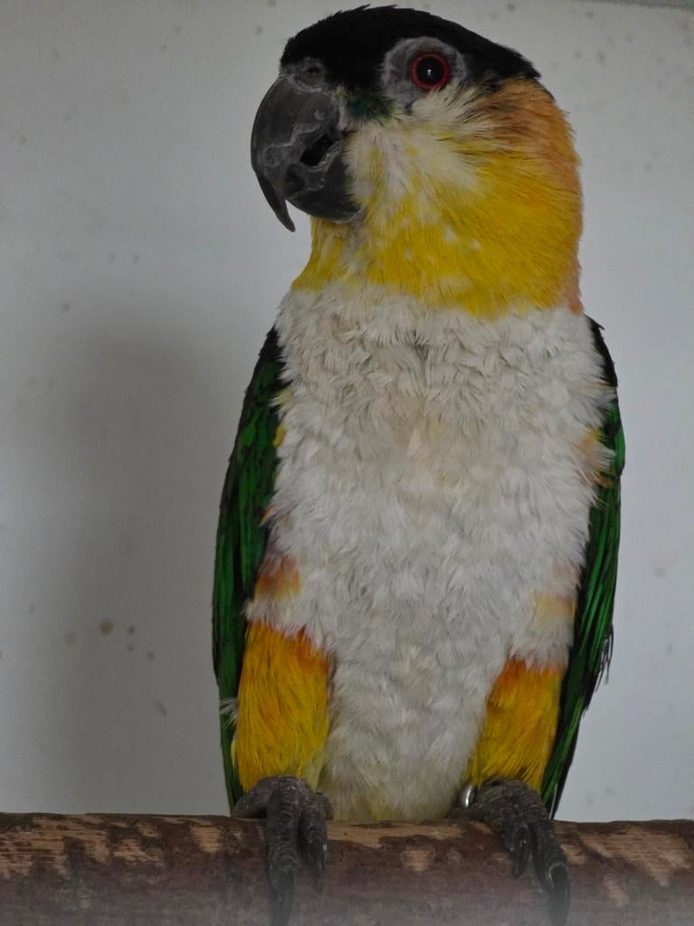 Kweek pop zwartkop caique te koop, Dieren en Toebehoren, Vogels | Parkieten en Papegaaien, Vrouwelijk, Papegaai