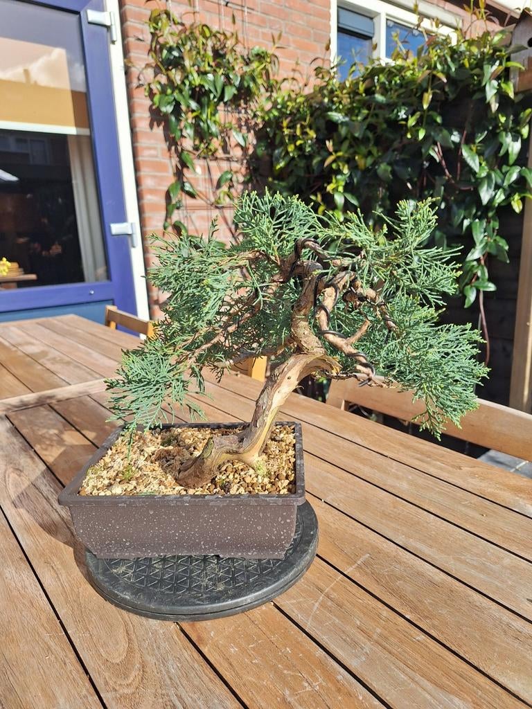 Jenever Bonsai, Tuin en Terras, Ophalen, Bloeit niet, Halfschaduw, Overige soorten