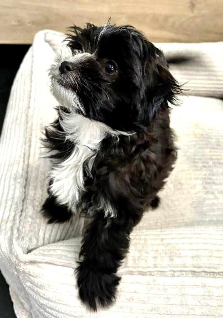 Toy-poedel x Maltezer Shih Tzu puppy, Maltezer, Parvo, 8 tot 15 weken, Teef