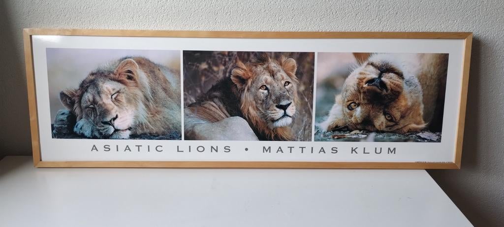 Lijst / poster ikea ugglarp asiatic lions, Ophalen, Minder dan 50 cm, Zo goed als nieuw, Schilderij