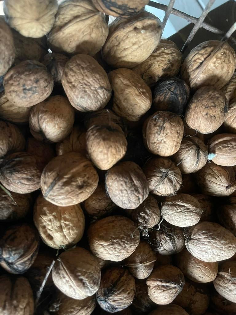 Vers gedroogde walnoten, Diversen, Ophalen of Verzenden