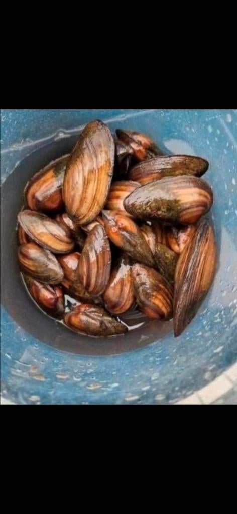 Zoetwatermosselen vijvermosselen algeneters, Tuin en Terras, Vijver-toebehoren, Nieuw, Ophalen of Verzenden