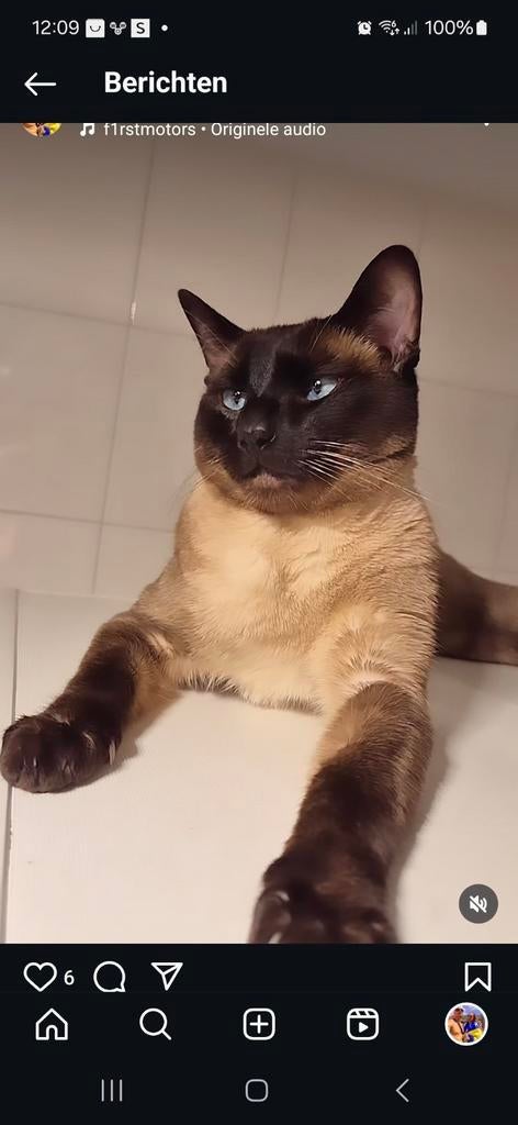 Raszuiver Siamees DEKKATER