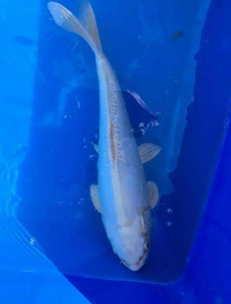 Japanse Koi Platina Ogon schubloos, Dieren en Toebehoren, Vissen | Vijvervissen, Karper of Koi