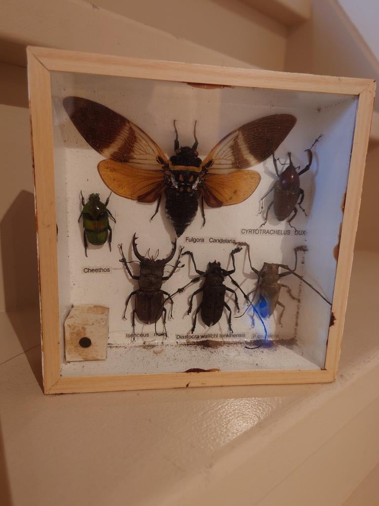 Insecten in lijst, Antiek en Kunst, Ophalen of Verzenden