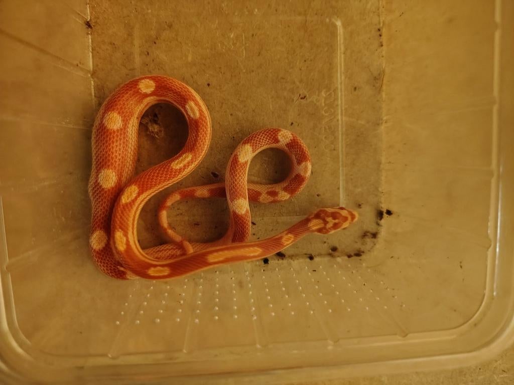 Jonge Ratten slangen, Dieren en Toebehoren, Slang, 0 tot 2 jaar