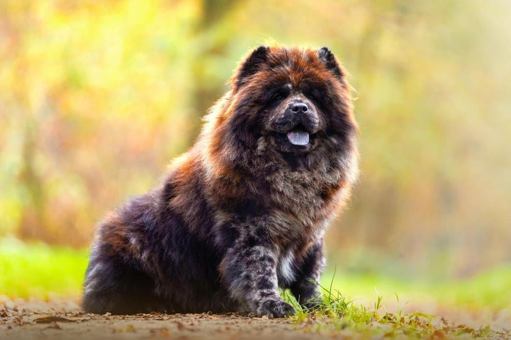 Chow chow dekreu, Nederland, Reu, Parvo, Eén hond