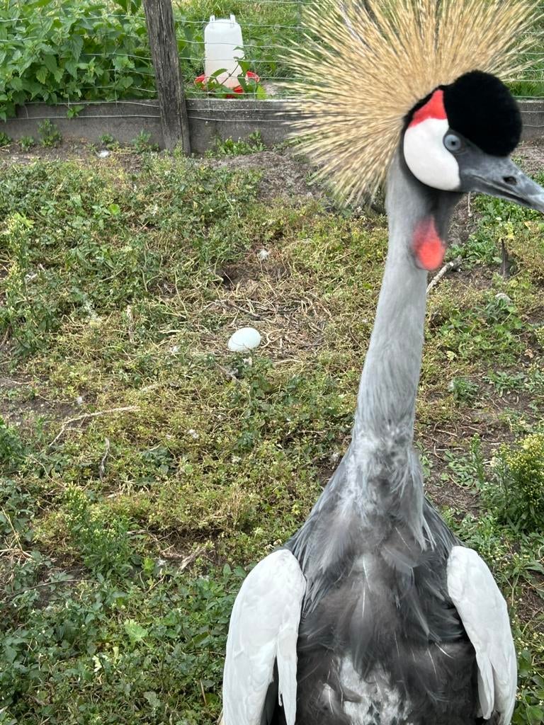 Gezocht broedrijpe kroonkraanvogel haan, Mannelijk, Overige soorten