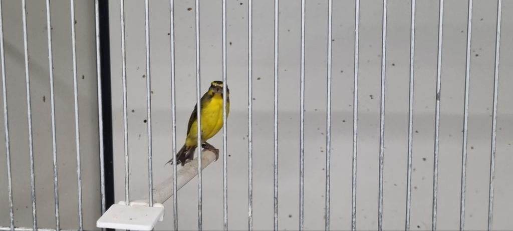 Mozambique sijs man, Mannelijk, Geringd