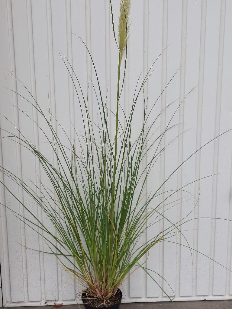 Cortaderia (pampasgras), Vaste plant, Halfschaduw, Zomer, Ophalen