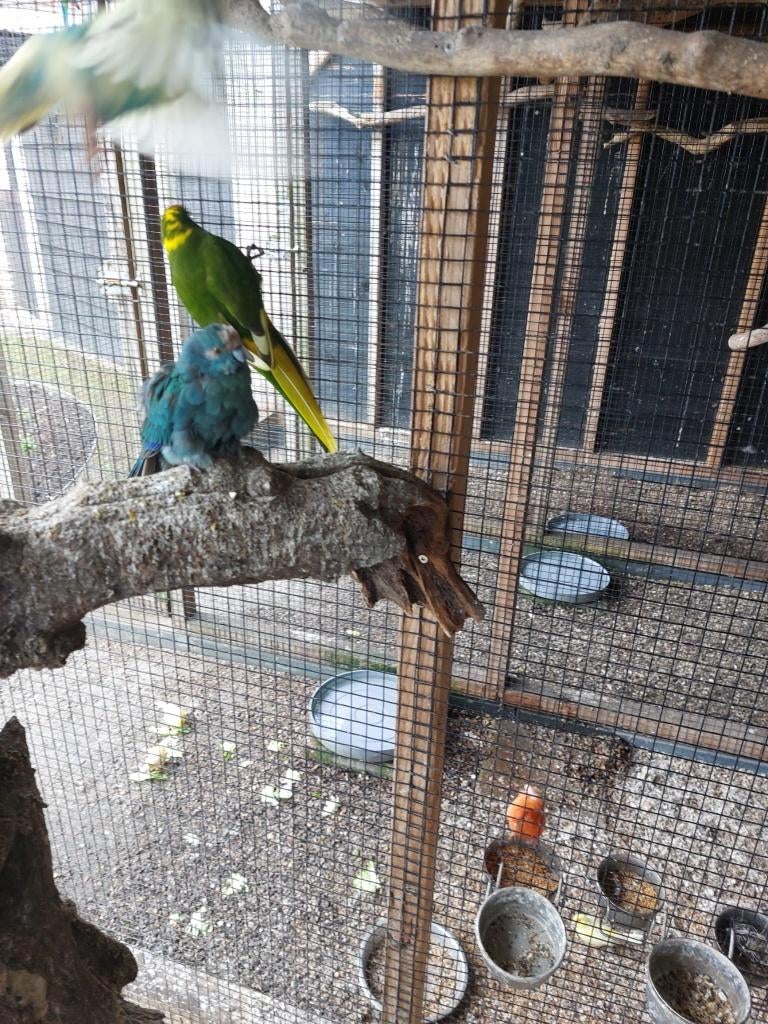 Kakariki parkiet, Dieren en Toebehoren, Vogels | Parkieten en Papegaaien, Meerdere dieren, Parkiet