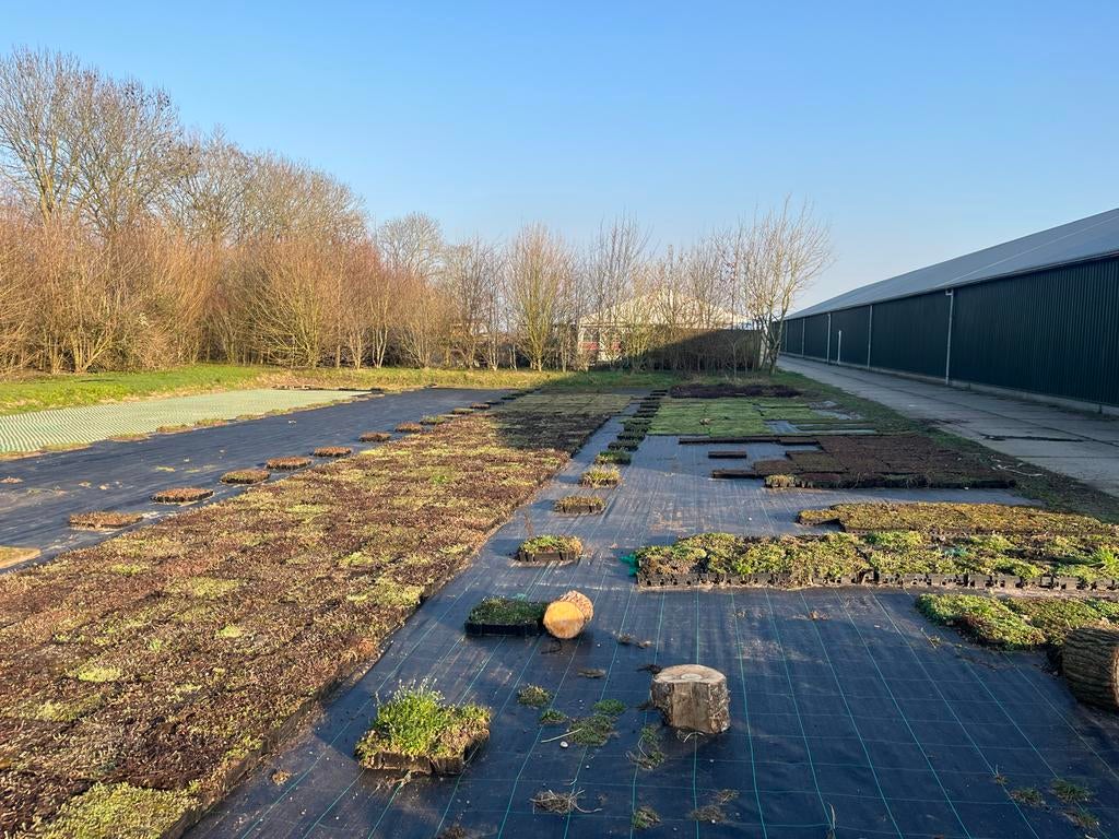 Wij kopen sedumtrays op - alleen cassettes!, Tuin en Terras, Planten | Tuinplanten, Bodembedekkers, Volle zon, Vaste plant, Ophalen of Verzenden