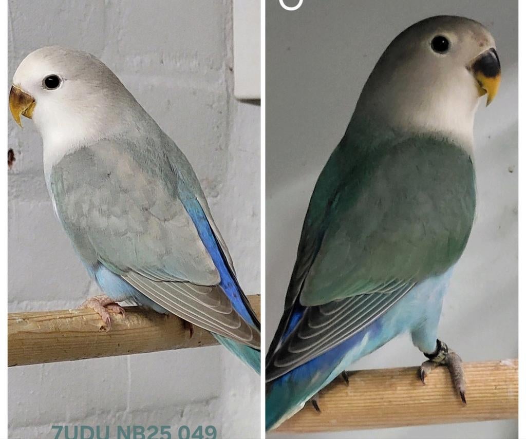 Koppel agapornis roseicollis 2025 met dna, Dieren en Toebehoren, Vogels | Parkieten en Papegaaien, Meerdere dieren, Dwergpapegaai of Agapornis