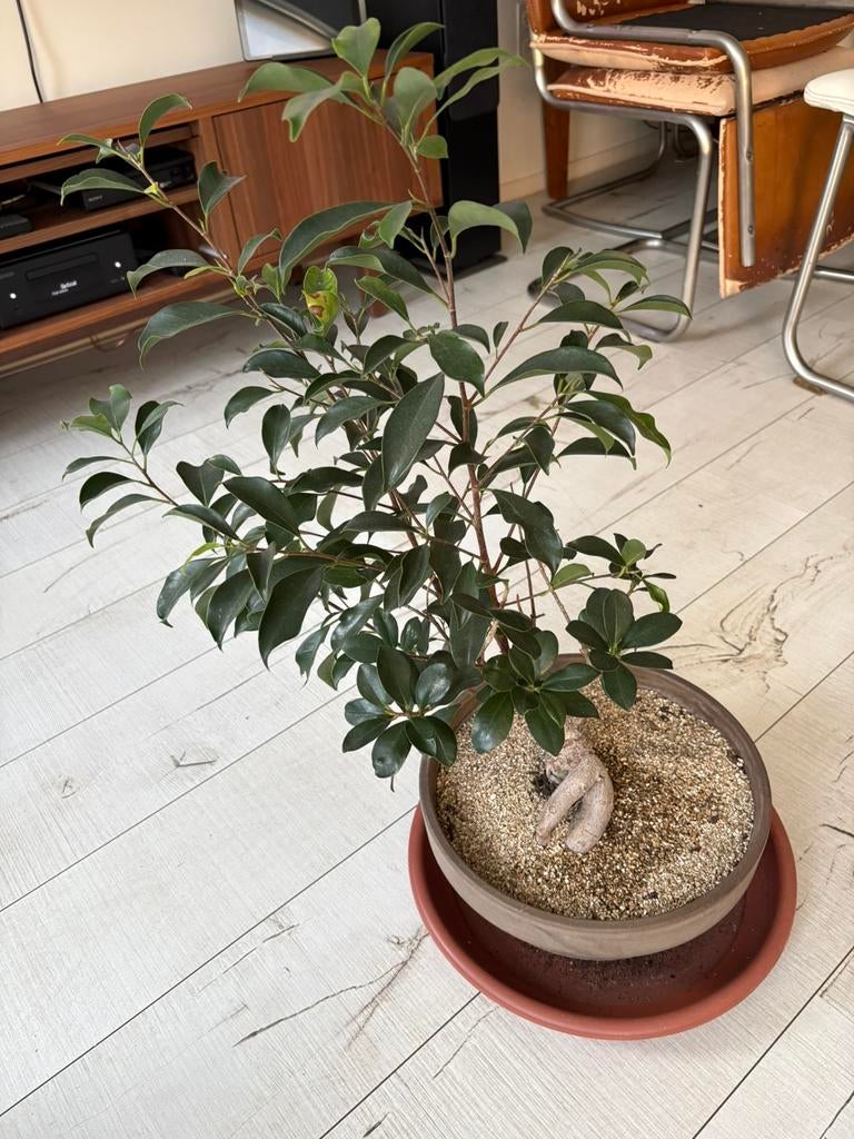 Bonsai ficus, Ophalen, Overige soorten